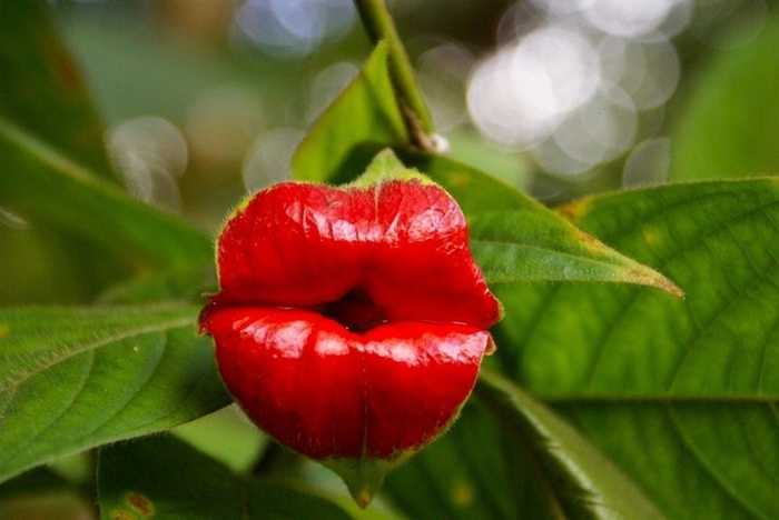 Psychotria elata, thực vật có hoa giống đôi môi thiếu nữ