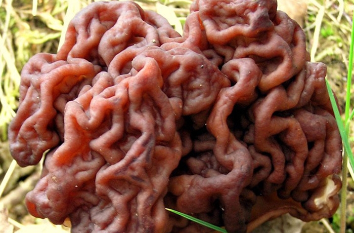 Loài nấm độc này có hình dáng giống não người