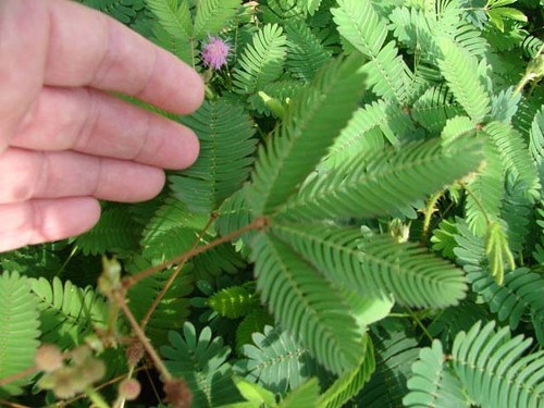 Cây xấu hổ còn có tên khoa học là Mimosa pudica, loài cây này có khả năng tự “thu gọn” người lại khi gặp tác động từ bên ngoài.