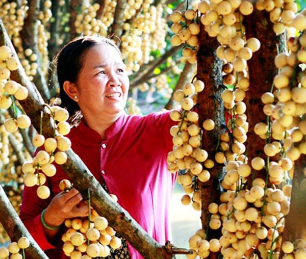 Chủ vựa thu hoạch quả.