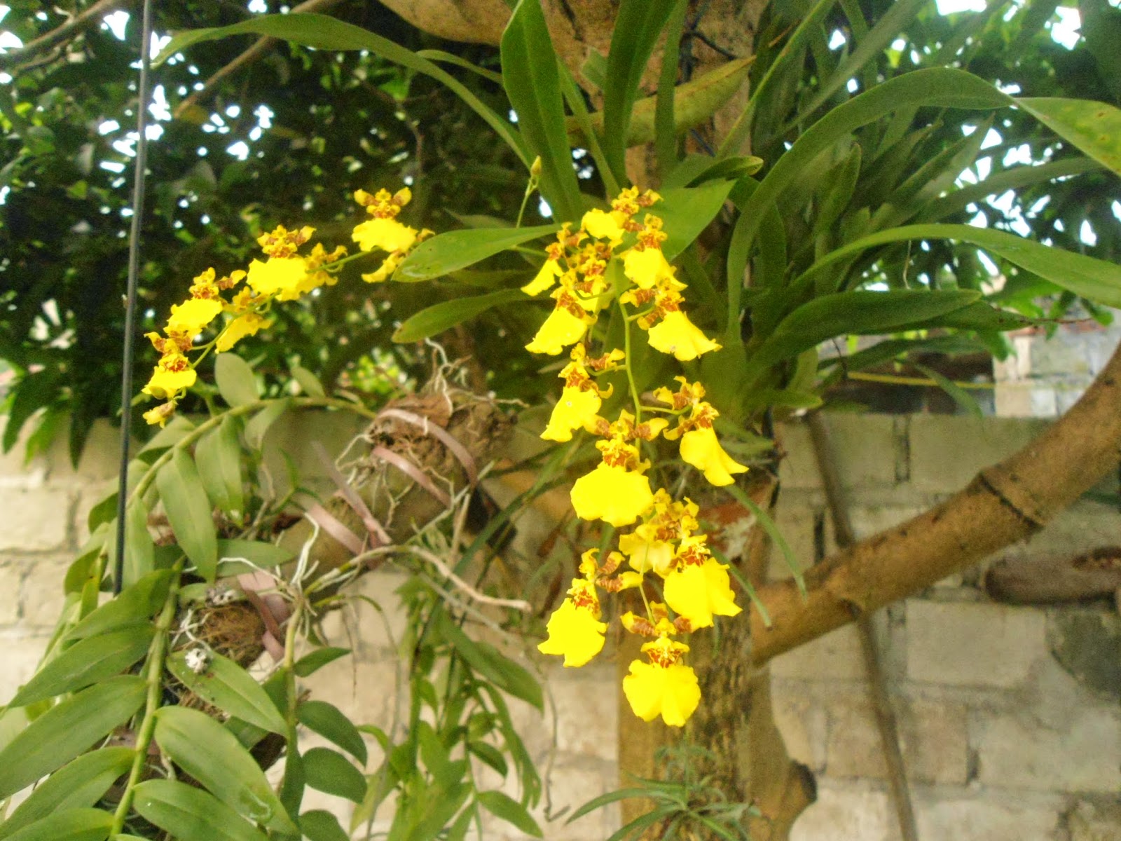 Hoa phong lan cũng là một lựa chọn tuyệt vời để trang trí trong nhà của người tuổi Sửu.