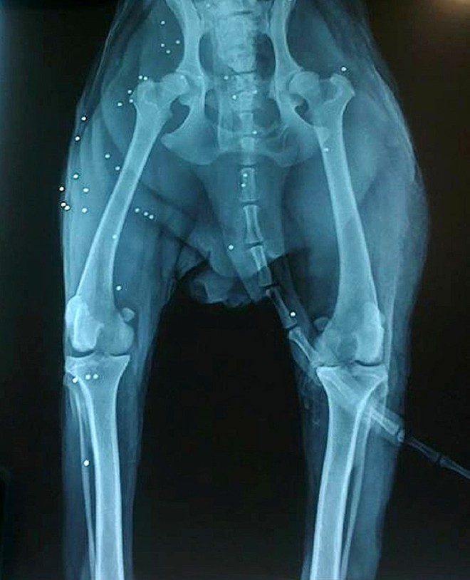 Chó lông xù được các bác sĩ thú y chuẩn đoán có khoảng 38 phát đạn găm vào thân thể.