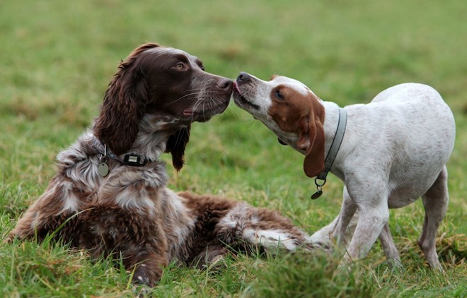 Họ đặt tên con chó nhỏ là Juliet và con chó săn lông xù là Romeo. Sau đó, đội Cứu hộ Động vật Holbrook ở thị trấn Horsham, hạt West Sussex, Anh tiếp nhận chúng và mang về Anh.