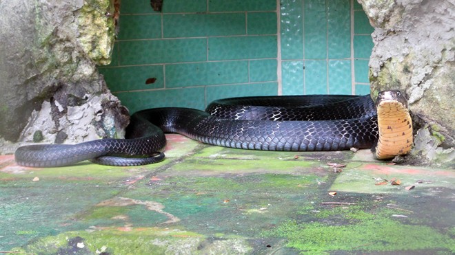 Những con rắn này thường tỏ ra hung dữ mỗi khi có người đến gần.