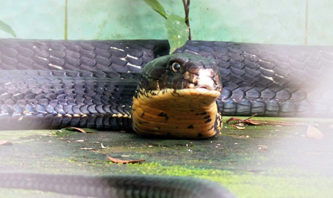 Những chú rắn này được cho ăn 2 lần/tuần, lượng thức ăn bằng 20% cân nặng của chúng (khoảng 2,4 kg rắn mồi).