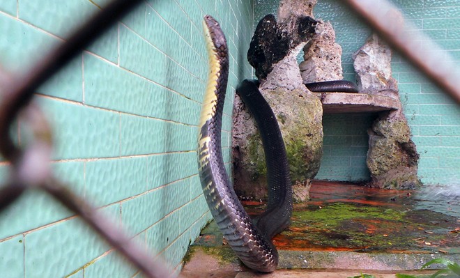 Với cân nặng, chiều dài của 4 chú rắn tại trại Đồng Tâm được xem là 'khủng' nhất hiện nay.