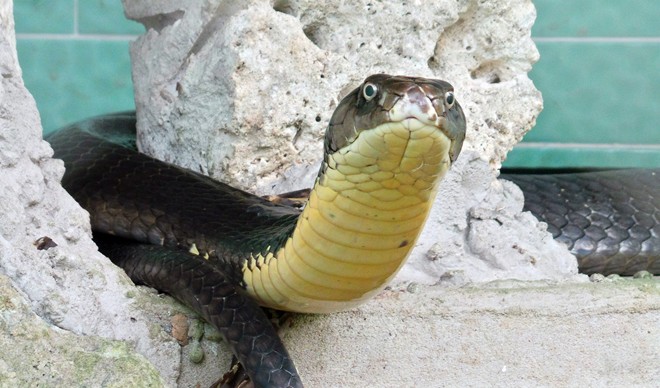 Loài rắn này có tuổi thọ khoảng 30 tuổi.