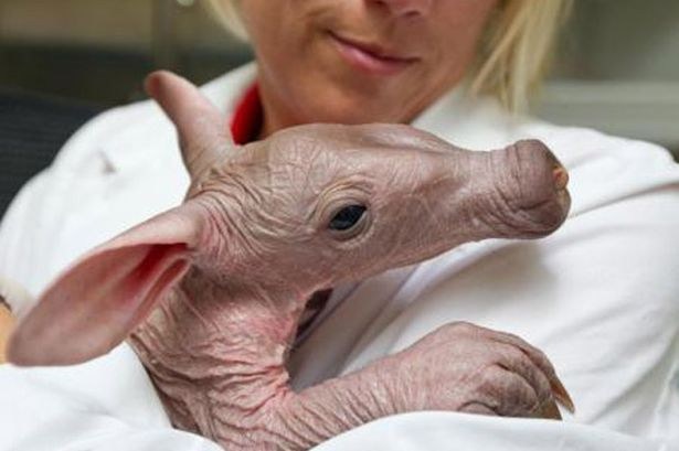 Con lợn đất con xấu xí này được sinh ra tại Vườn thú Henry Doorly, Mỹ.
