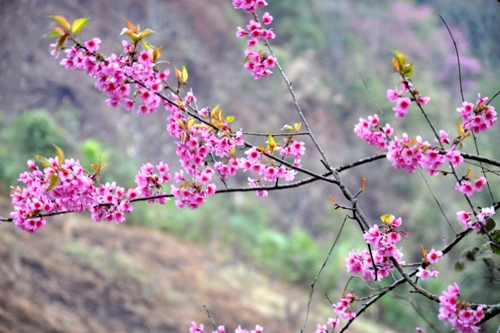 Vườn đào Nhật Tân được xem là điểm đến của nhiều du khách thích thưởng thức vẻ đẹp của loài hoa này.