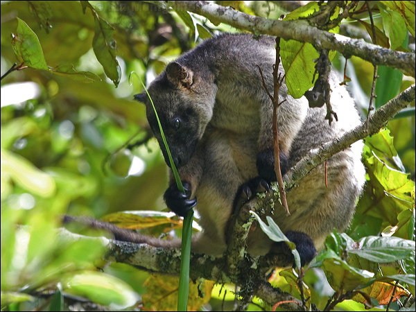 loài chuột túi cây Lumholtz’  không chỉ sống bằng lá cây, mà nó bổ sung protein cho cơ thể bằng cách ăn não của con chim xấu số.