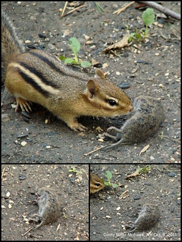 Nhiều nhà khoa học vẫn chưa tìm ra được câu trả lời vì sao sóc chuột chỉ ăn đầu con mồi mà không ăn phần thân?