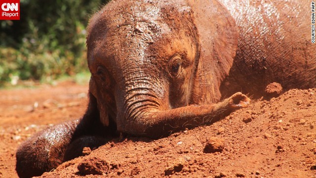 Nairobi, Kenya: Chú voi con dính đầy bùn đang chuẩn bị được tắm ở trung tâm chăm sóc voi mồ côi ở Nairobi, Kenya.