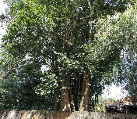 Cây Củ Chi mọc tràn lan ở vùng đất nằm phía Tây Bắc Sài Gòn có chứa chất độc được xếp vào hạng A.