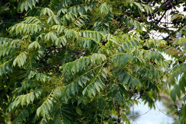 Cây sơn, có tên khoa học là Rhus succedanea, mọc ở vùng Thanh Sơn, Phú Thọ, Việt Nam. Chất độc của loài cây này có thể gây chết người.