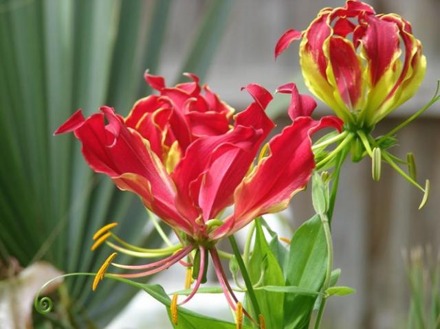 Loài cây ngót nghẻo, có tên khoa học là Gloriosa superba, là loài thực vật có hoa đẹp rực rỡ nhưng độc tính cao.