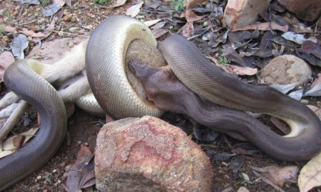 Hình ảnh con rắn python đang quấn chặt và nuốt con mồi.