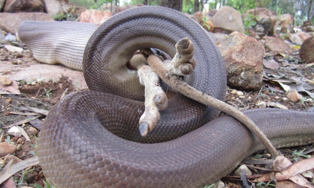 'Đây là con mồi khá lớn đối với con rắn vì phần bụng của nó giãn ra cực đại đến nỗi gần như chuyển sang màu trắng. Nó phải tìm chỗ trú sau khi ăn vì lúc này đây con rắn rất dễ bị tổn thương'.