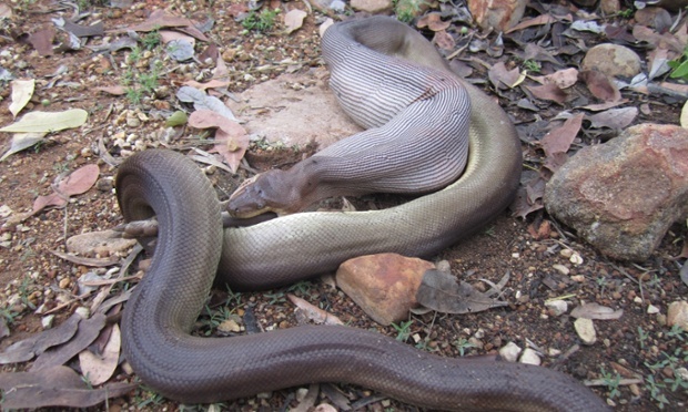 Rắn python là loài rắn lớn thứ hai ở Úc với chiều dài đến 6m khi trưởng thành. Còn loài Wallaby là loài chuột túi giống như Kangaroo nhưng có kích thước nhỏ hơn với chiều cao tối đa 1.8m tính từ đầu đến đuôi và nặng khoảng 30kg.