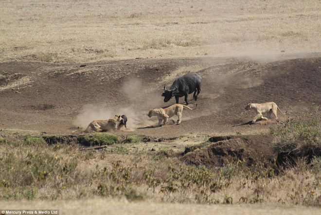 Khi đi săn mồi, ba con sư tử đã thấy một chú nghé con đứng khá xa đàn của mình và quyết định lao vào tấn công.