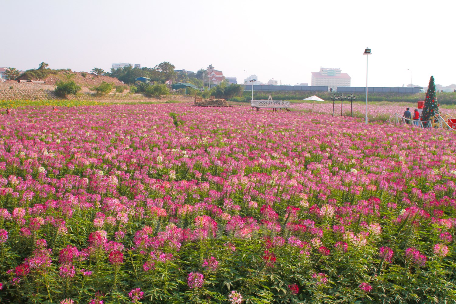 Thung lũng hoa này nằm ở ngã ba đường Nhật Chiêu – Công Viên Nước.