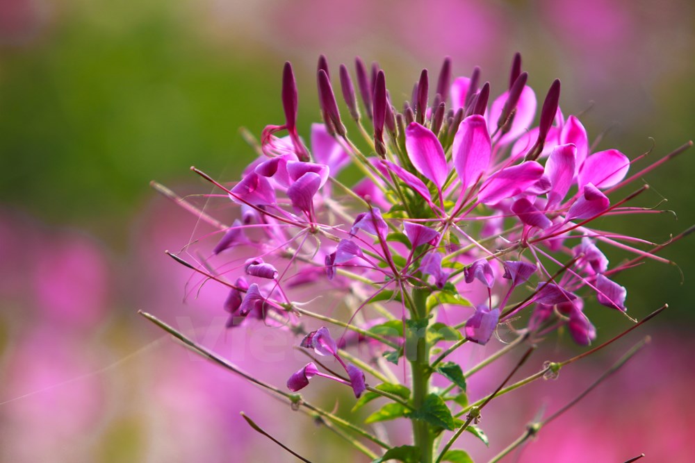 Hoa túy điệp có tên khoa học là Cleome spinosa, hoa màu hồng phấn có lẫn tím và trắng, ưa nắng và không chịu được lạnh.