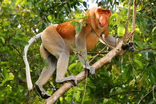 Loài khỉ này được tìm thấy ở trên đảo Borneo, điểm đặc trưng của chúng là có cái bụng và mũi lớn.