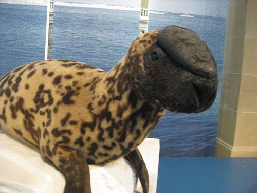 Hải cẩu đội mũ chỉ được tìm thấy ở các khu vực nhỏ ở Bắc Đại Tây Dương. Loài hải cẩu này có chiếc mũ khá độc đáo nằm ở trên đỉnh đầu.