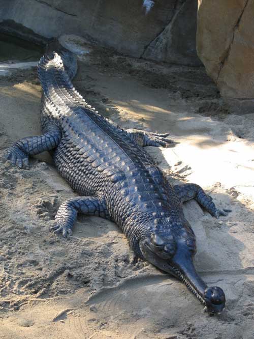 Cá sấu Gharials sống ở tiểu lục địa Ấn Độ, là loài động vật thống trị tất cả các hệ thống sông chính.