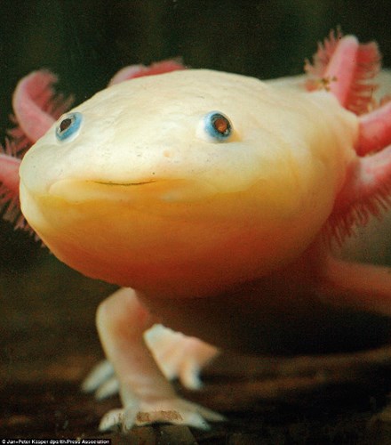 Kỳ nhông Axolotl là loài kỳ nhông được biết đến với cái tên 'quái vật dưới nước'
