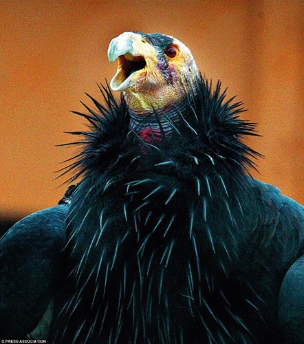 Kền kền khoang cổ, còn gọi là Thần ưng Andes. Loài vật này có thân hình đồ sộ, là loài chim bay được lớn nhất thế giới.