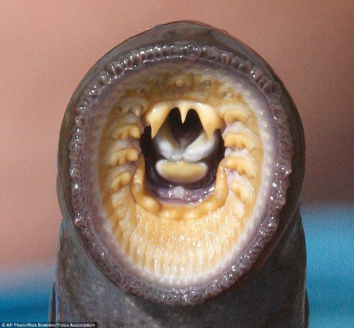 Cá mút đá trông giống như một ống chân không với răng.
