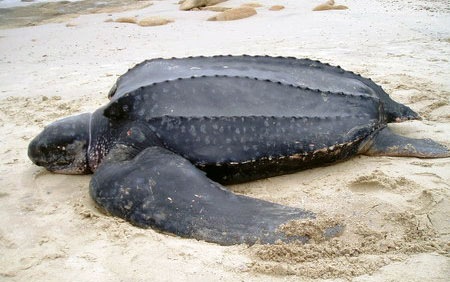 Rùa Da được xem là loài rùa lớn nhất thế giới hay còn gọi là rùa luýt đang có nguy cơ tuyệt chủng.