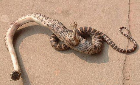 Con rắn kỳ lạ với một bàn chân có móng vuốt 'mọc' ở giữa cơ thể.