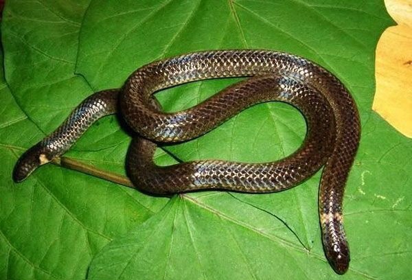 Đây là loài rắn Calamaria septentrionalis hai đầu.