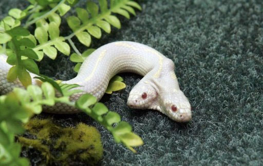 Cộng đồng mạng ngạc nhiên vì rắn có một thân mà mọc lên hai chiếc đầu.