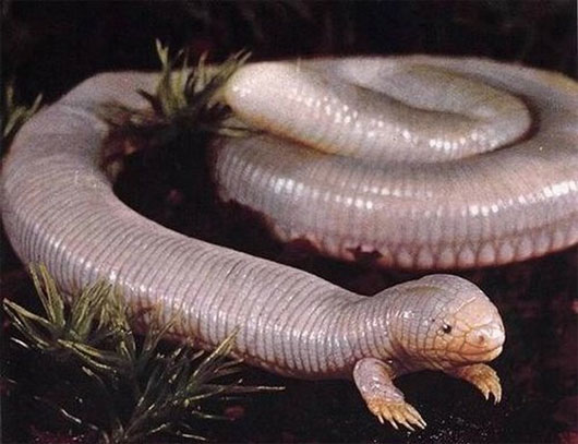Ngoại hình thằn lằn chuột trũi Mexicocủa là loài bò sát kết hợp đặc trưng giữa 3 loài: rắn, giun và rùa.