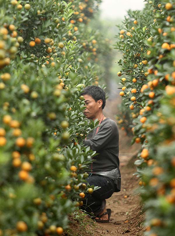 Người xưa có quan niệm 'thế' là Phát. Cho nên người trồng quất phải căn ngày thúc phân cắt lá rất kĩ, phải lo năm nhuận, phải trông thời tiết, không khéo là hỏng.