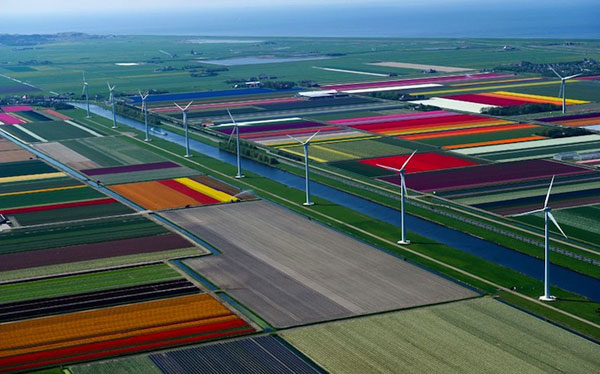 Cánh đồng hoa tulip rực rỡ ở Spoorbuurt, phía bắc Hà Lan.