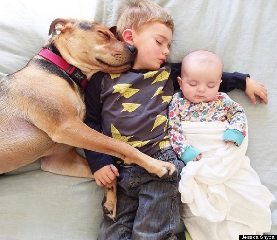 Hàng ngày, mọi người vẫn dõi theo Instagram của mẹ Shyba để ngóng chờ những hình ảnh vô cùng dễ thương của tình bạn giữa các em bé và chú chó Theo.