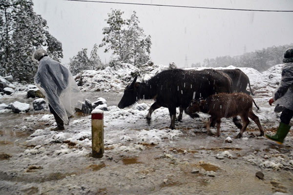 Mỗi khi tuyết rơi, những người dân nơi đây lại 'đứng ngồi không yên' vì lo sợ gia súc chết rét.