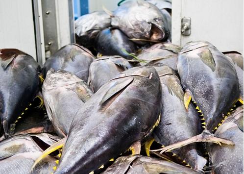 Cá ngừ - ăn quá nhiều cá ngừ sống (trong món sushi) có thể làm tăng hàm lượng thủy ngân trong máu. Thủy ngân có thể gây ra những vấn đề nghiêm trọng về thần kinh.