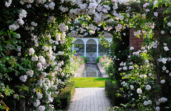 Khu vườn hoa hồng David Austin nằm ở quận Shropshire thuộc vùng West Midlands, nước Anh. Đặt chân đến đây, du khách sẽ đắm chìm trong không gian của hơn 700 giống hoa hồng với màu sắc, vẻ đẹp và hương thơm khác nhau.