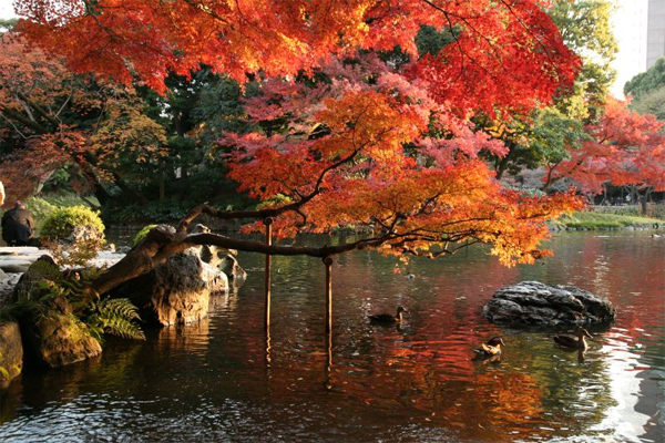 Koishikawa Korakuen là một trong hai khu vườn thuộc thời kỳ Edo còn sót lại ở Tokyo.Vườn Koishikawa Korakuen nổi tiếng với những hàng anh đào nở rộ tuyệt đẹp.