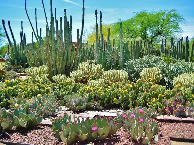 Sở dĩ khu vườn thuộc thành phố Phoenix, bang Arizona, Mỹ được mệnh danh là vườn bách thảo sa mạc là bởi nơi đây có một bộ sưu tập các loài cây, hoa của sa mạc.