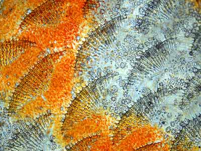 Những chiếc vảy của cá đĩa được phóng lớn 20 lần dưới kính hiển vi.