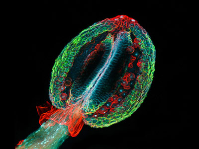 Tế bào sinh sản đực của cây mù tạt được phóng lớn 20 lần dưới kính hiển vi.