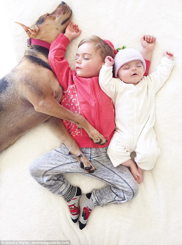Chú chó Theo ngủ ngon lành bên cạnh cậu chủ nhỏ Beau và cô chủ nhỏ Evangeline của gia đình Shyba.