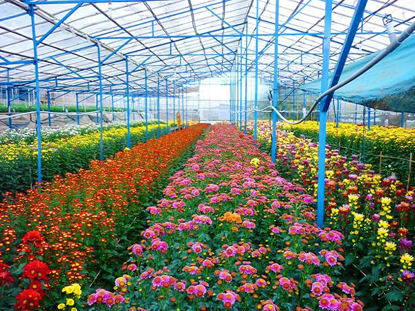 Tính đến thời điểm hiện tại, những vườn hoa Đà Lạt đã rực rỡ sắc màu để chuẩn bị đón chào Tết Nguyên đán 2015.
