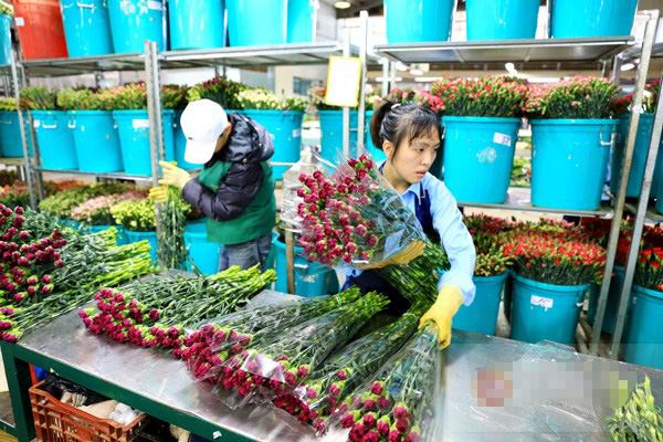 Công nhân đóng gói hoa để chuẩn bị đưa đi tiêu thụ trên thị trường.