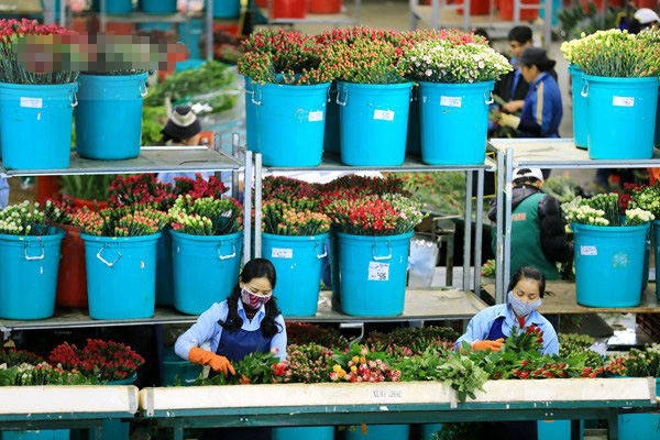Hoa Đà Lạt được đưa đi tiêu thụ chủ yếu ở các thị trường như: Thành phố Hồ Chí Minh, Hà Nội, Nha Trang, Đà Nẵng, các tỉnh miền Đông Nam bộ..